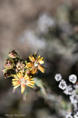 Delosperma testaceum