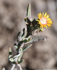 Delosperma testaceum