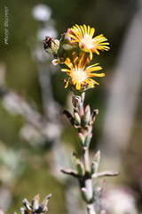 Delosperma testaceum