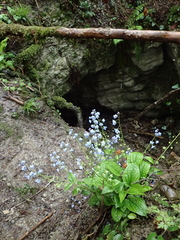 Omphalodes cappadocica