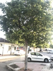Celtis australis