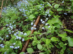 Omphalodes cappadocica