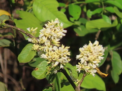 Dalbergia ecastaphyllum