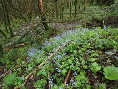 Omphalodes cappadocica