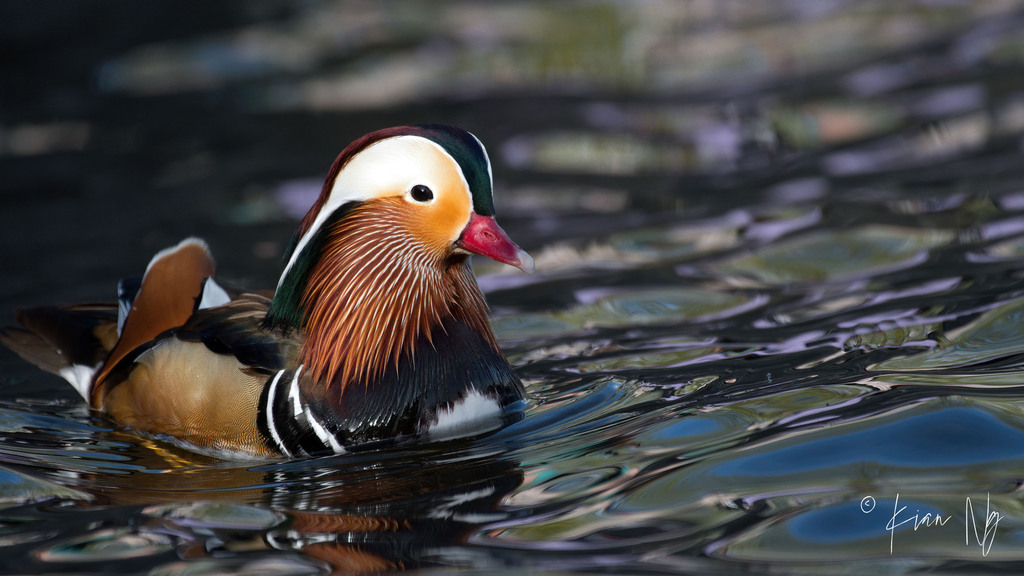 Mandarin Duck from Moss Bay, Kirkland, WA 98033, USA on April 25, 2021 at 0507 PM by kianchai