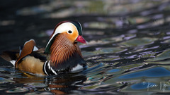 Aix galericulata
