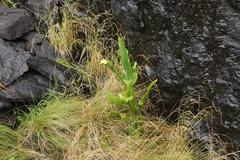 Zantedeschia albomaculata