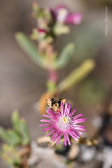 Delosperma versicolor