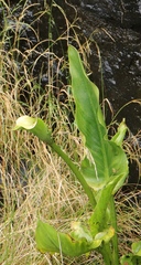 Zantedeschia albomaculata