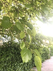 Morus alba