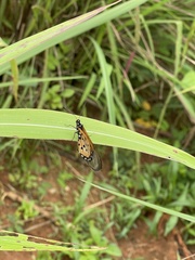Acraea neobule