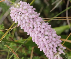 Erica alopecurus