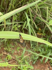 Acraea neobule