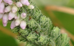 Erica alopecurus