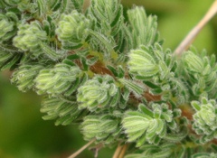 Erica alopecurus