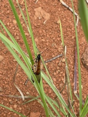 Acraea neobule