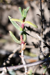 Delosperma versicolor