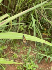 Acraea neobule