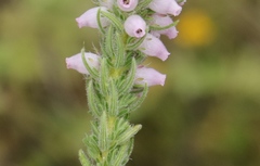 Erica alopecurus