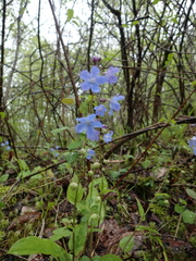 Omphalodes cappadocica