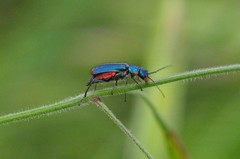 Malachius lusitanicus