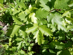 Toxicodendron radicans verrucosum