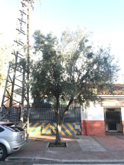 Olea europaea