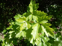 Toxicodendron radicans verrucosum