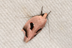 Acanthodela erythrosema