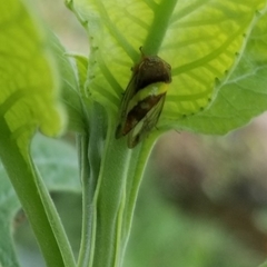 Smilia fasciata