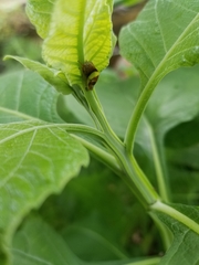 Smilia fasciata