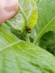 Smilia fasciata
