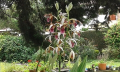Phaius
