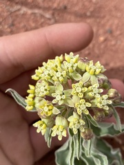 Asclepias macrosperma