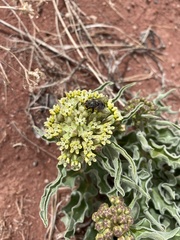 Asclepias macrosperma