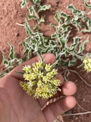 Asclepias macrosperma