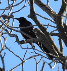 Quiscalus mexicanus