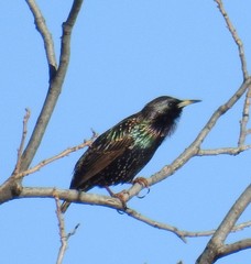 Sturnus vulgaris