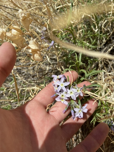 Woolly bluestar (Amsonia tomentosa)