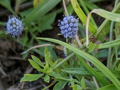 Eryngium integrifolium