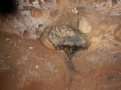 Desmodontinae