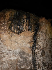 Desmodontinae