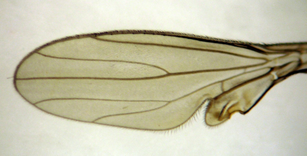 Ceratomerus lobipennis