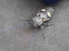 Zographus nivisparsus