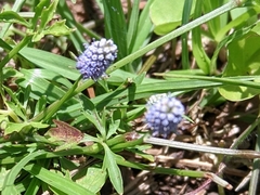 Eryngium integrifolium
