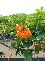 Pyrostegia venusta