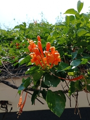 Pyrostegia venusta
