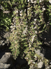 Selaginella hansenii