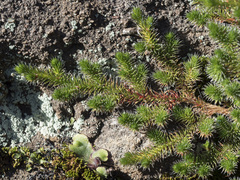 Selaginella hansenii