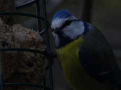 Cyanistes caeruleus caeruleus
